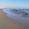 Kasianes Dog Beach