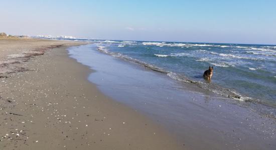 Kasianes Dog Beach