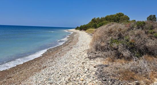 Ranti Forest Beach