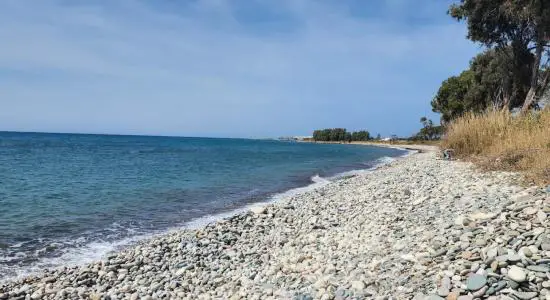 Achelia Dog Beach