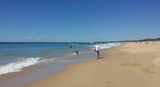 Dog & Cat Beach