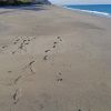 Spiaggia dello Scoglio Cuzzupi