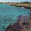 Lamaree Lido