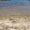 Dog Beach Costa Merlata