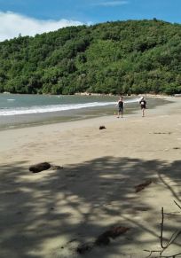 Bangau
