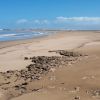 Bhaibah Essaouira Beach
