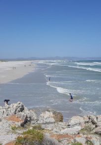 Hermanus