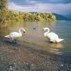 Choller Zug nudist Beach