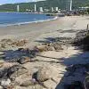 Amores Beach
