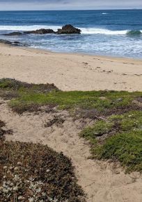 Pescadero