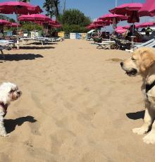 La Spiaggia di Duke